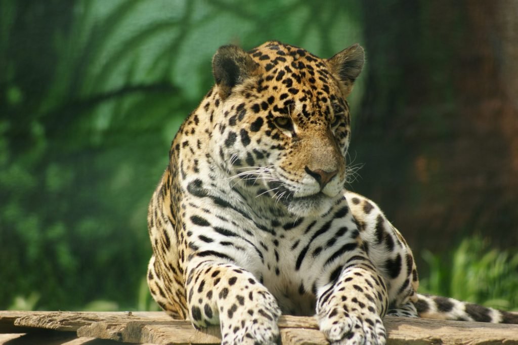 tulum jaguar